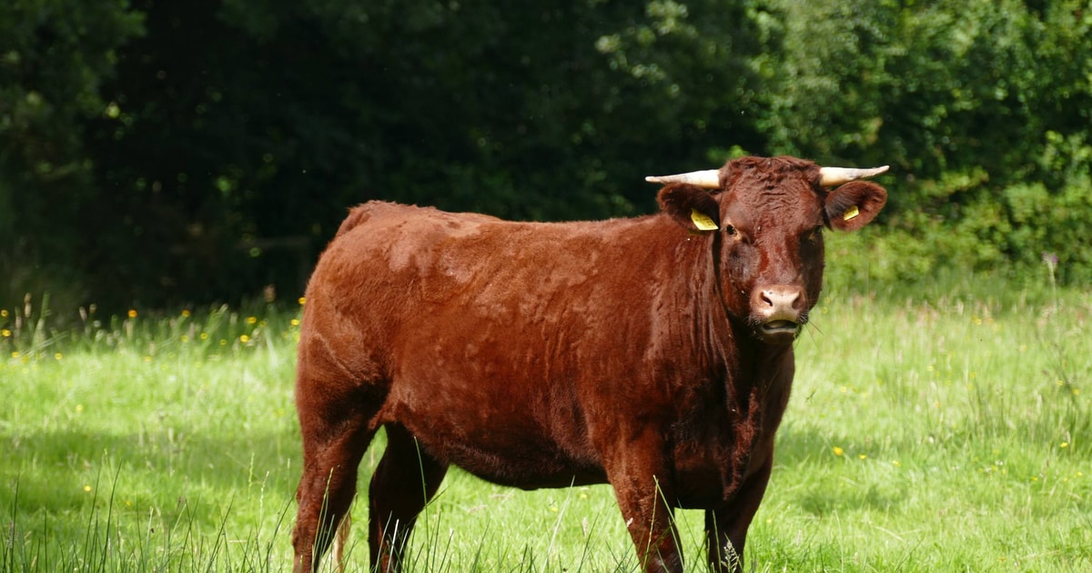 3 Pedigree Red Ruby Devon Breeding Cows, Heifers, Calves ...