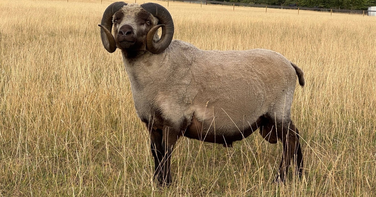 1 Pedigree Shetland Breeding Ram | SellMyLivestock - The Online ...