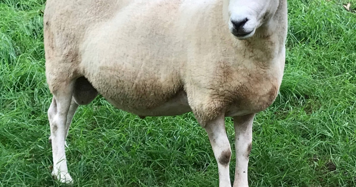 1 Pedigree Lleyn Breeding Ram | SellMyLivestock - The Online Livestock ...
