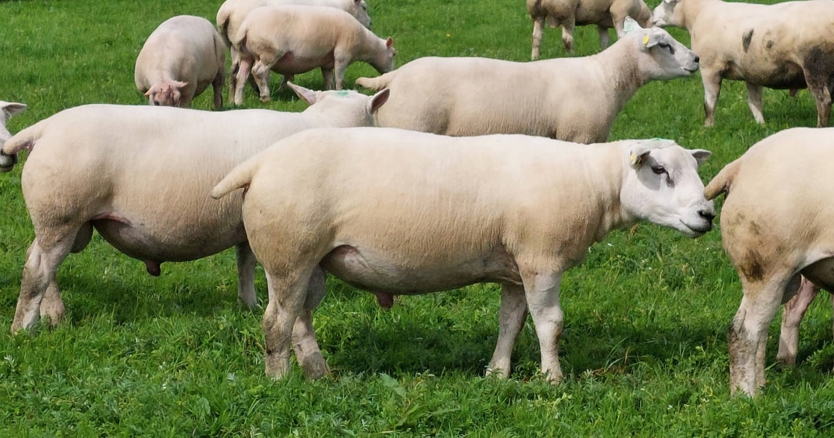 12 Pedigree Texel Breeding Rams, Shearlings | SellMyLivestock - The ...