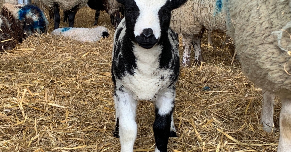 100 Pedigree Dutch Spotted Ewes, Gimmers, Hoggs, Lambs, Rams ...