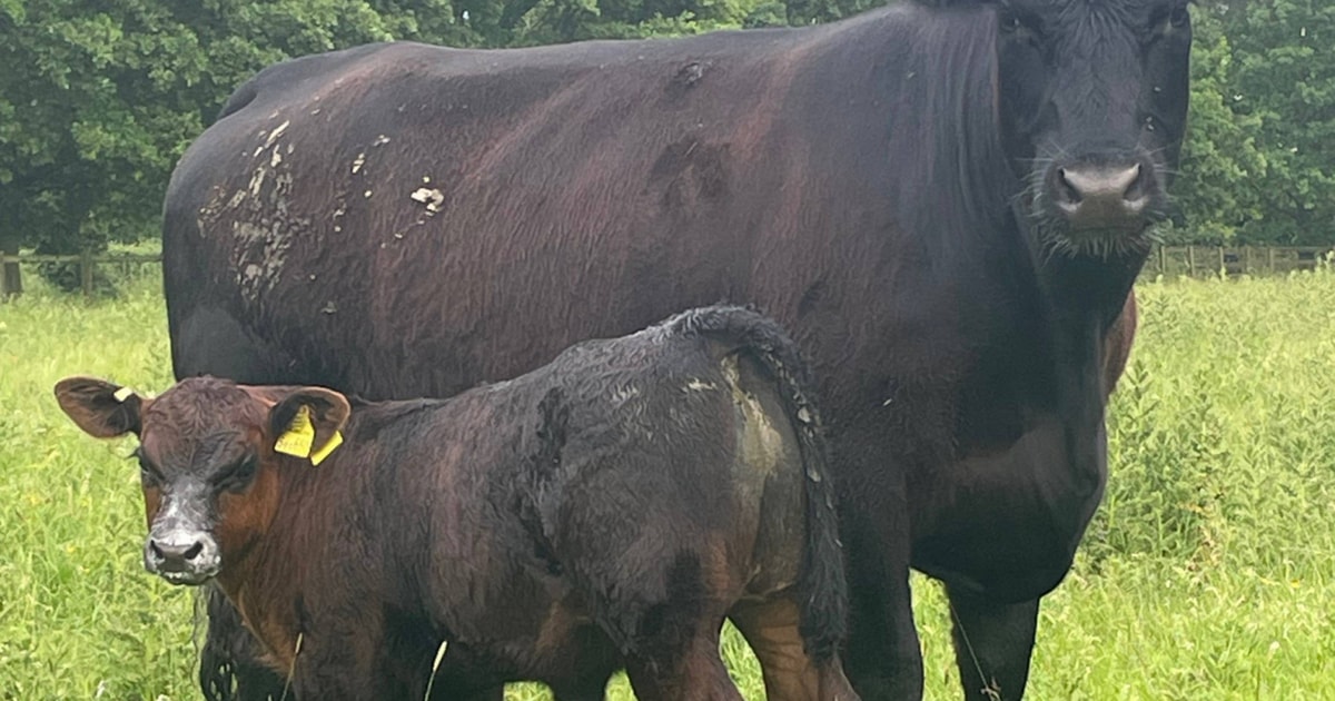 8 Pedigree Aberdeen Angus Breeding Cows with Calves at Foot ...
