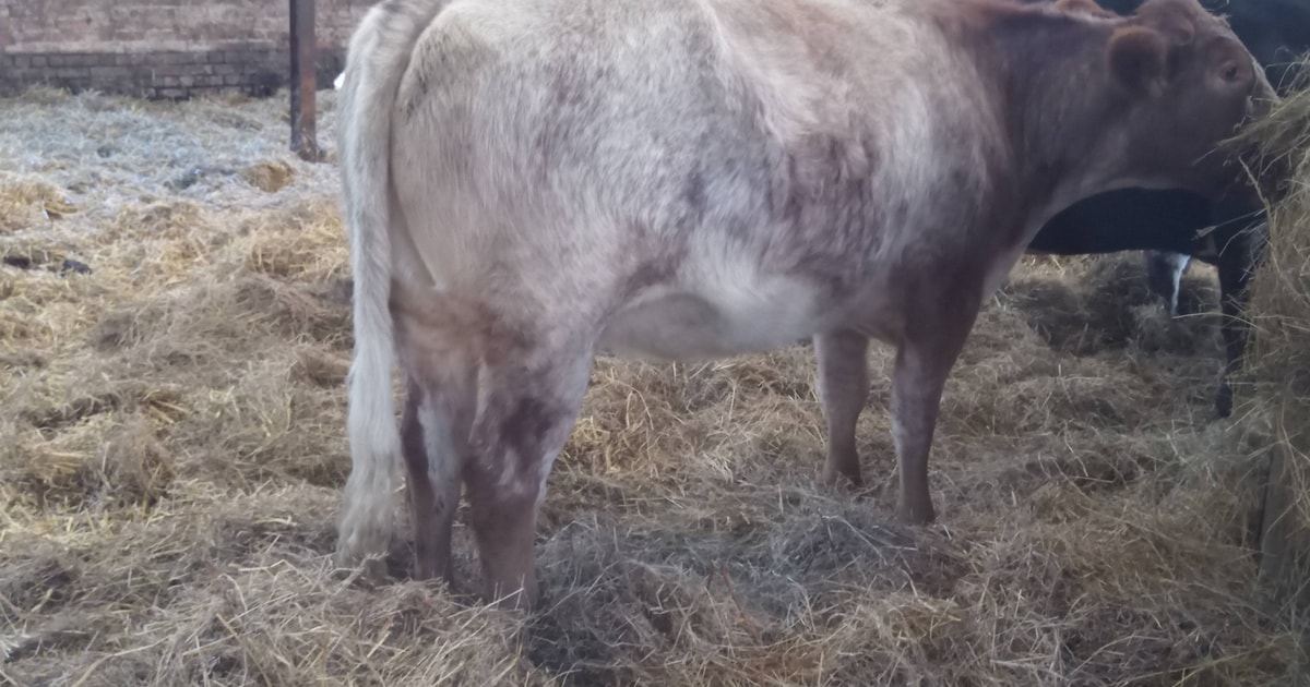 10 British Blue Cross In-Calf Breeding Cows, Heifers | SellMyLivestock ...