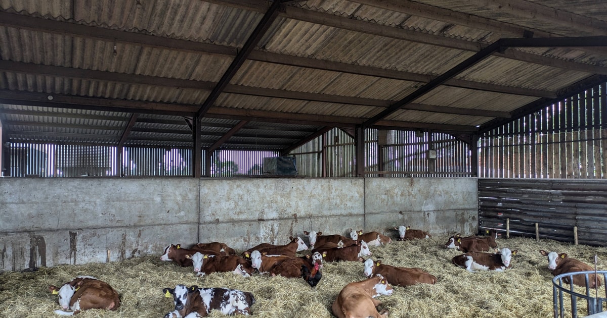 18 Hereford Cross Calves | SellMyLivestock - The Online Livestock ...