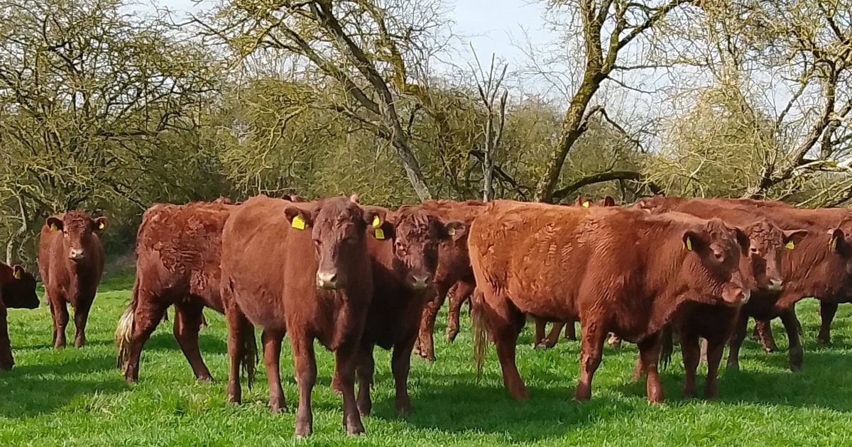 10 Red Ruby Devon Breeding Heifers | SellMyLivestock - The Online ...