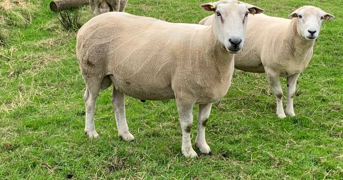 1 Lleyn Breeding Ram | SellMyLivestock - The Online Livestock Marketplace