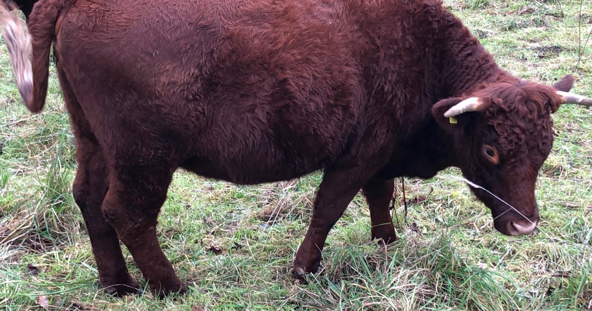9 Organic Red Ruby Devon Store Cows, Heifers, Steers | SellMyLivestock ...