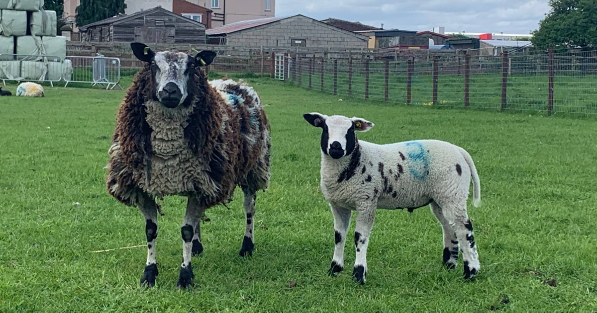 70 Pedigree Dutch Spotted Breeding Ewes, Gimmers, Hoggs, Lambs, Rams ...