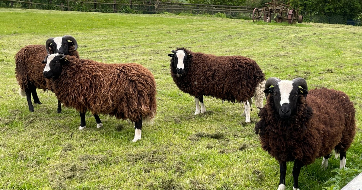 4 Balwen Welsh Mountain Breeding Rams | SellMyLivestock - The Online ...