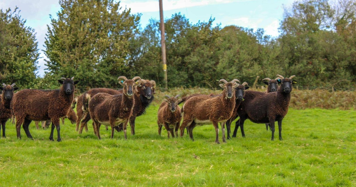 15 Soay Breeding Ewes, Lambs, Rams with Lambs at Foot | SellMyLivestock ...