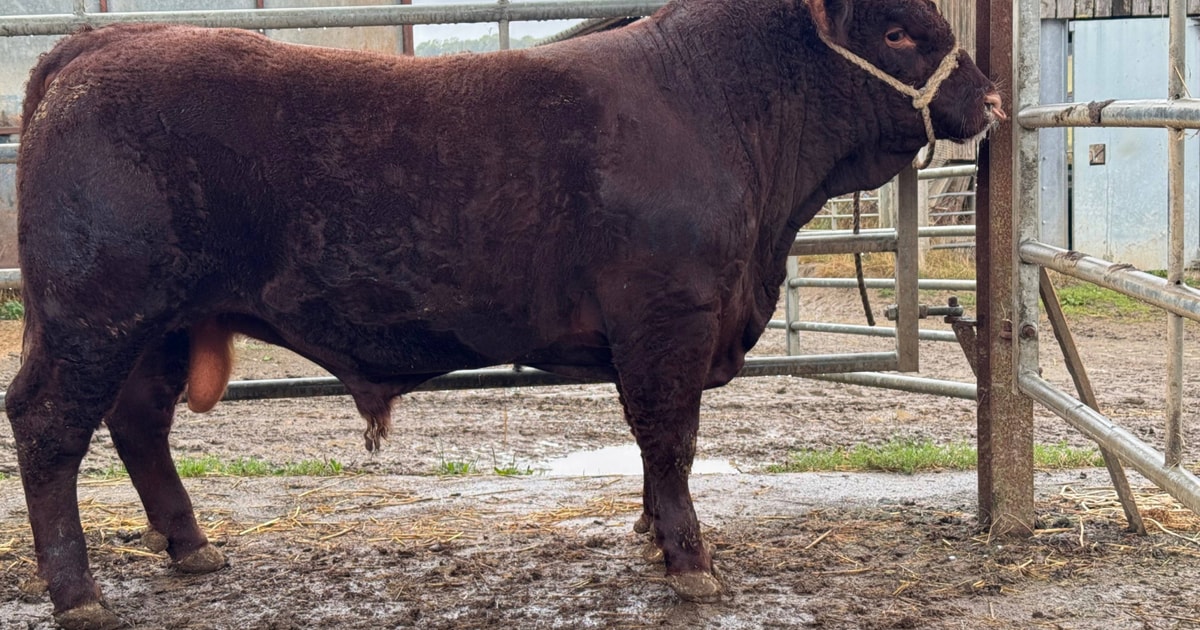 6 North Red Ruby Devon, Red Ruby Devon Breeding Bulls | SellMyLivestock ...