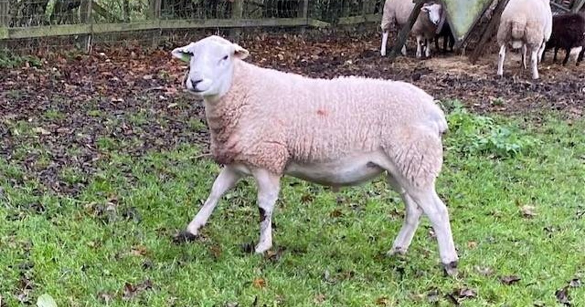 1 Pedigree Lleyn Breeding Ram | SellMyLivestock - The Online Livestock ...