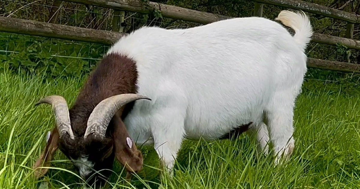 1 Boer Breeding, Meat Buck | SellMyLivestock - The Online Livestock ...