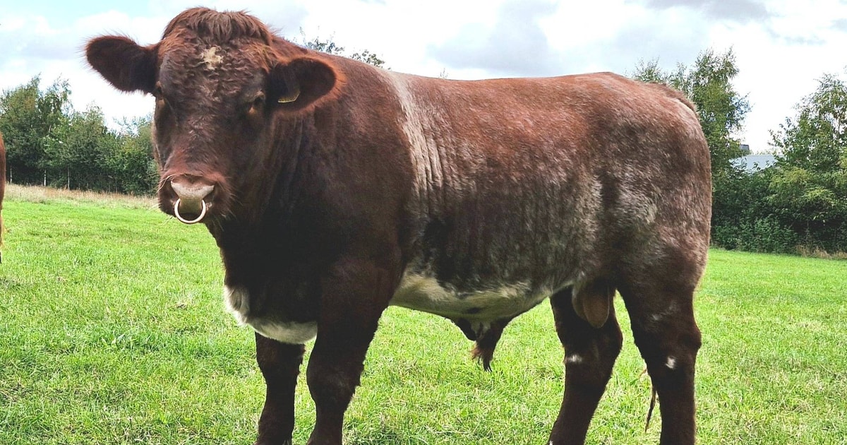3 Pedigree Beef Shorthorn Breeding Young Bulls | SellMyLivestock - The ...