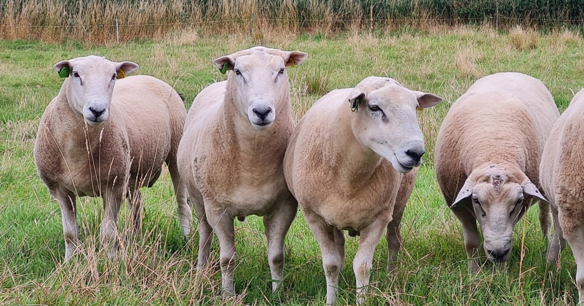 3 Pedigree Lleyn Breeding Rams, Shearlings | SellMyLivestock - The ...
