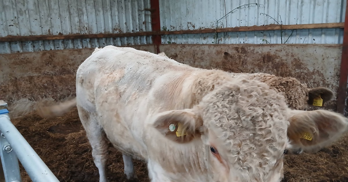 1 Pedigree Charolais Breeding Bull, Young Bull | SellMyLivestock - The ...