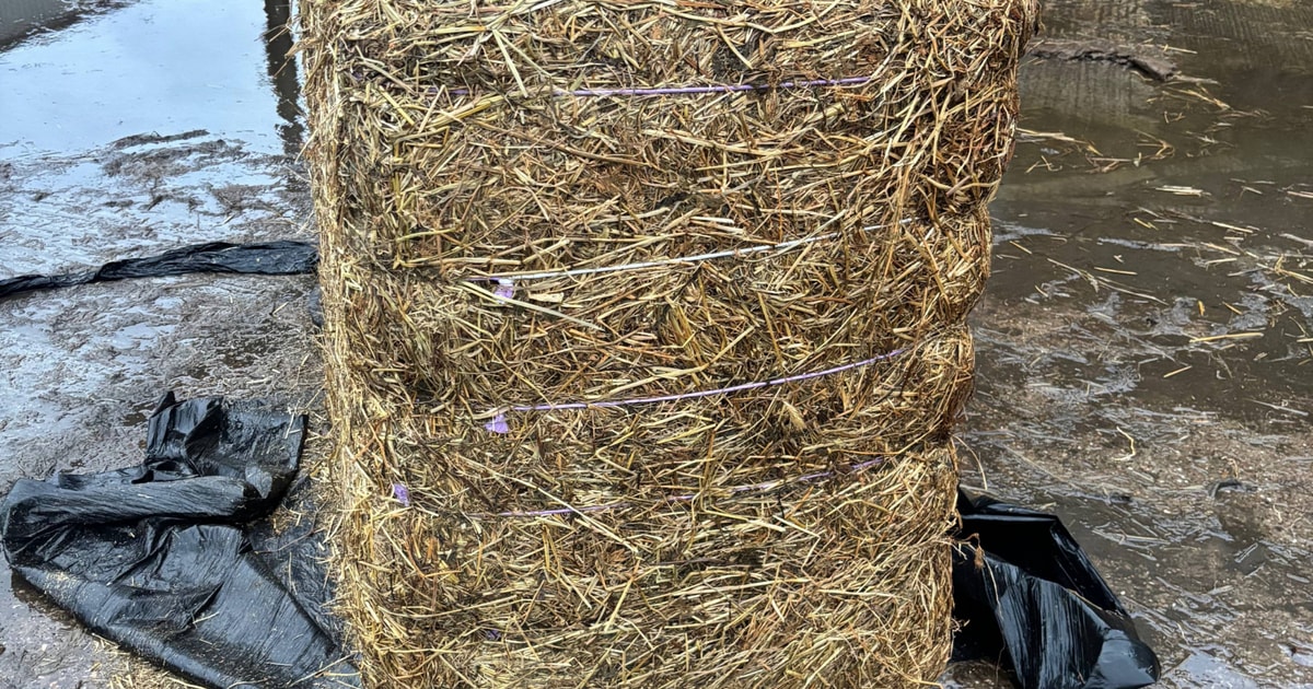 56 Bales Haylage | SellMyLivestock - The Online Livestock Marketplace