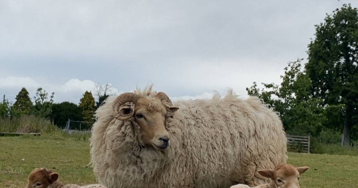 21 Pedigree Portland Breeding Ewes, Lambs, Rams with Lambs at Foot ...