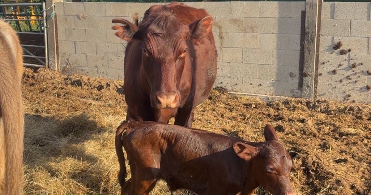 1 Red Poll Breeding Cow with Calf at Foot | SellMyLivestock - The ...