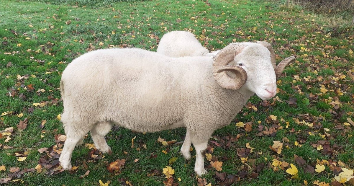 1 White Faced Woodland Breeding Ram, Shearling | SellMyLivestock - The ...