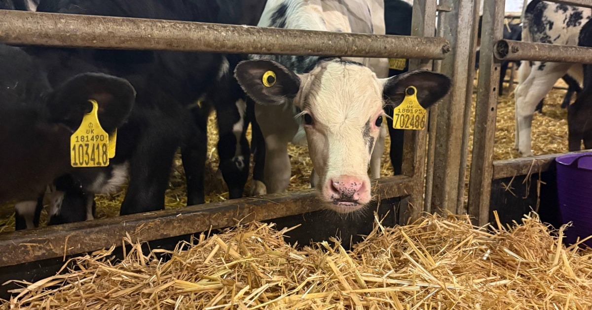 20 Simmental, Aberdeen Angus, Limousin, British Blue Cross Calves ...