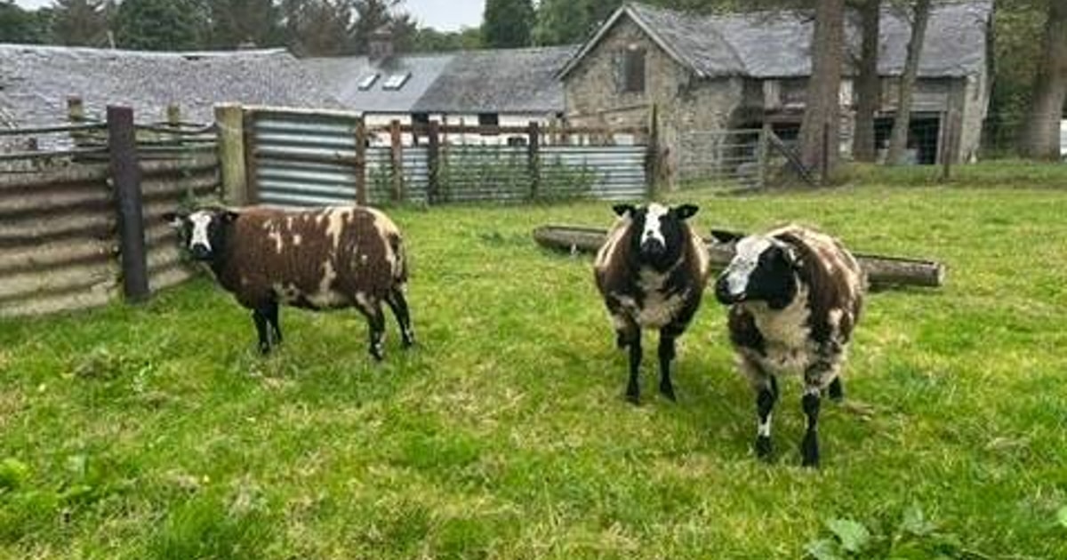 3 Dutch Spotted Store Rams | SellMyLivestock - The Online Livestock ...