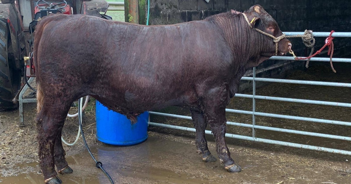 1 Pedigree Luing Breeding Bull | SellMyLivestock - The Online Livestock ...