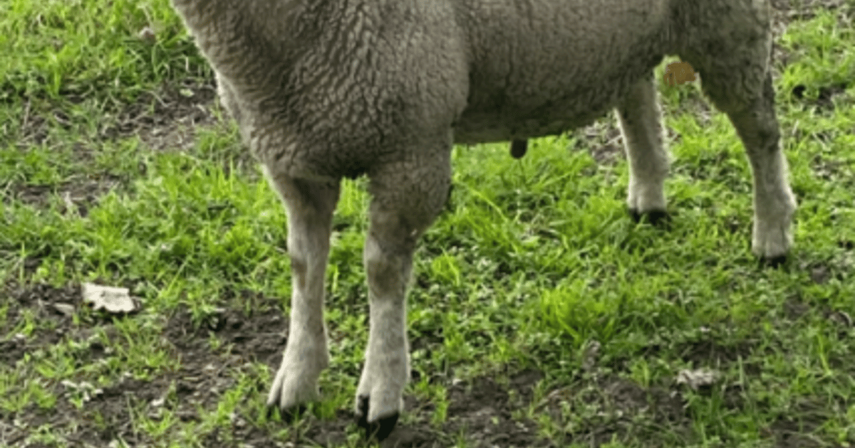 1 Texel, Charollais Cross Breeding Ram, Lamb | SellMyLivestock - The ...