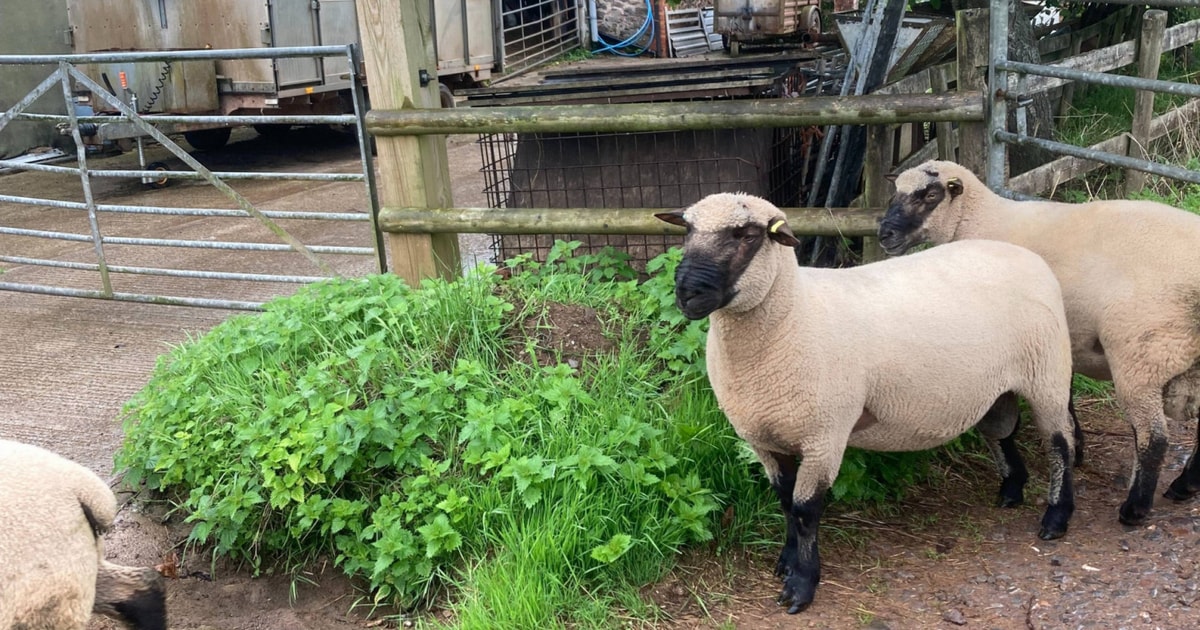 3 Shropshire Breeding Rams | SellMyLivestock - The Online Livestock ...
