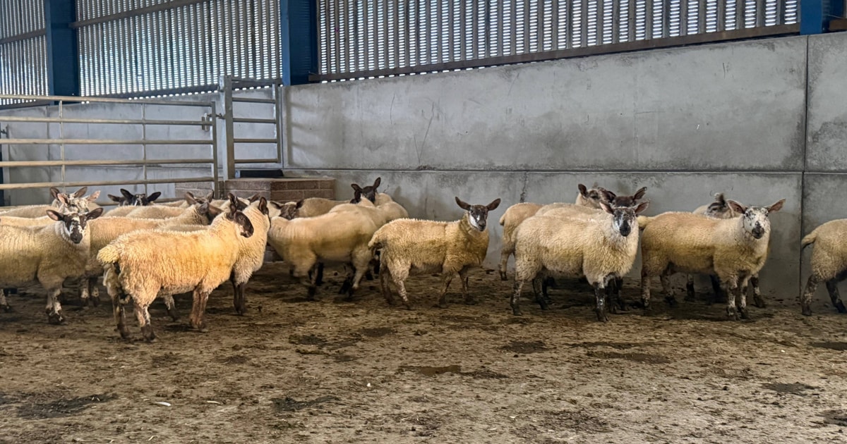 40 Suffolk, Scotch Halfbred Cross Breeding Lambs | SellMyLivestock ...