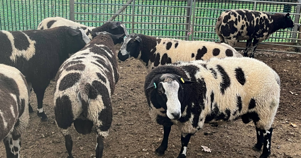 5 Pedigree Dutch Spotted Breeding Rams, Shearlings | SellMyLivestock ...