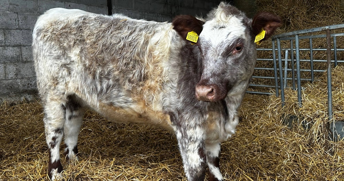 1 Beef Shorthorn Breeding, Store Heifer | SellMyLivestock - The Online ...