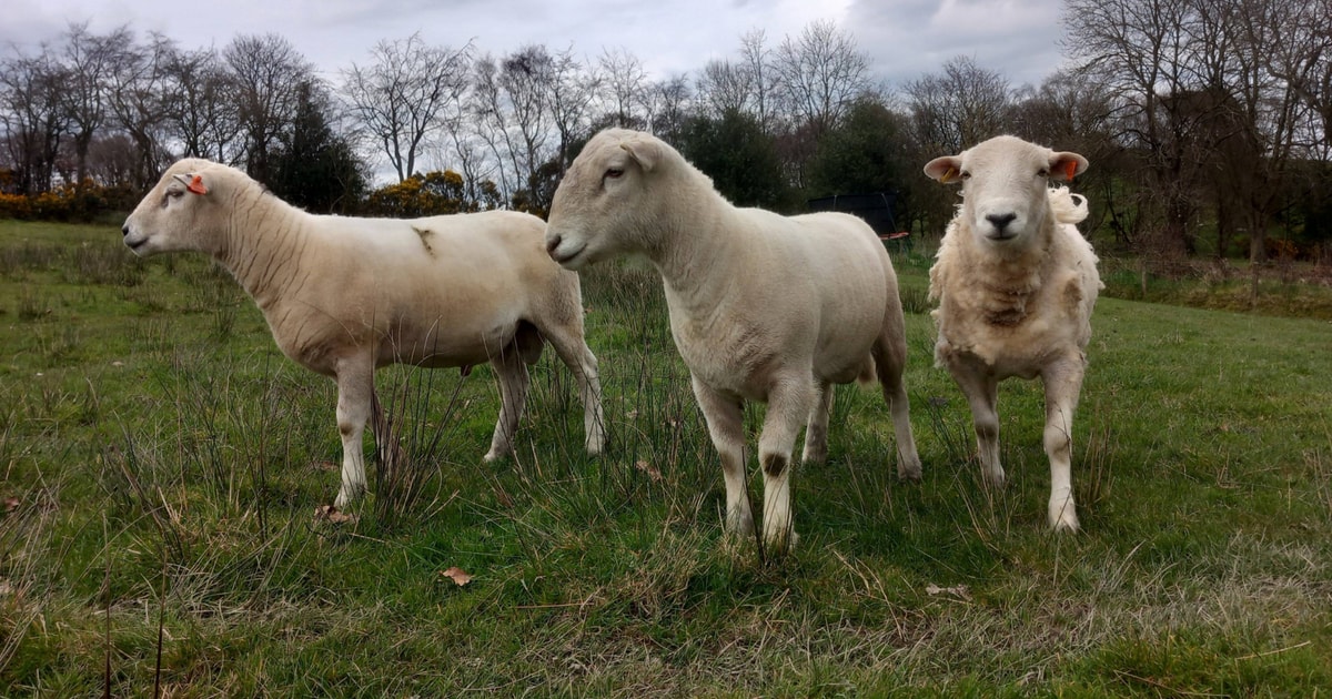 2 Easycare, Texel Breeding Rams | SellMyLivestock - The Online ...