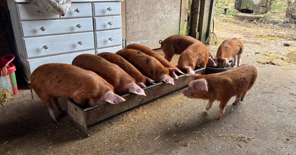 8 Oxford Sandy and Black Growing, Breeding Gilts, Boars ...