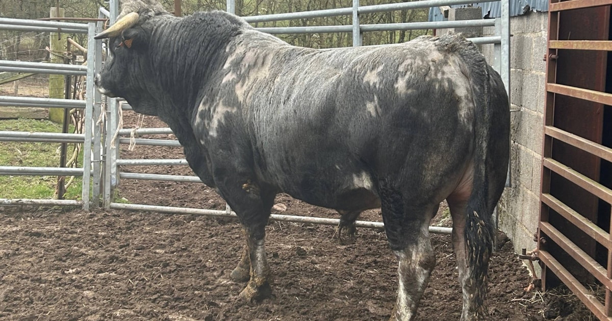 1 Pedigree Gasconne Breeding Bull | SellMyLivestock - The Online ...