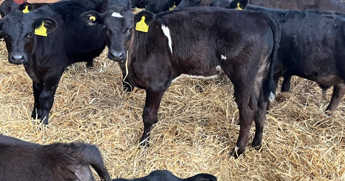 4 Aberdeen Angus Cross Calves | SellMyLivestock - The Online Livestock ...