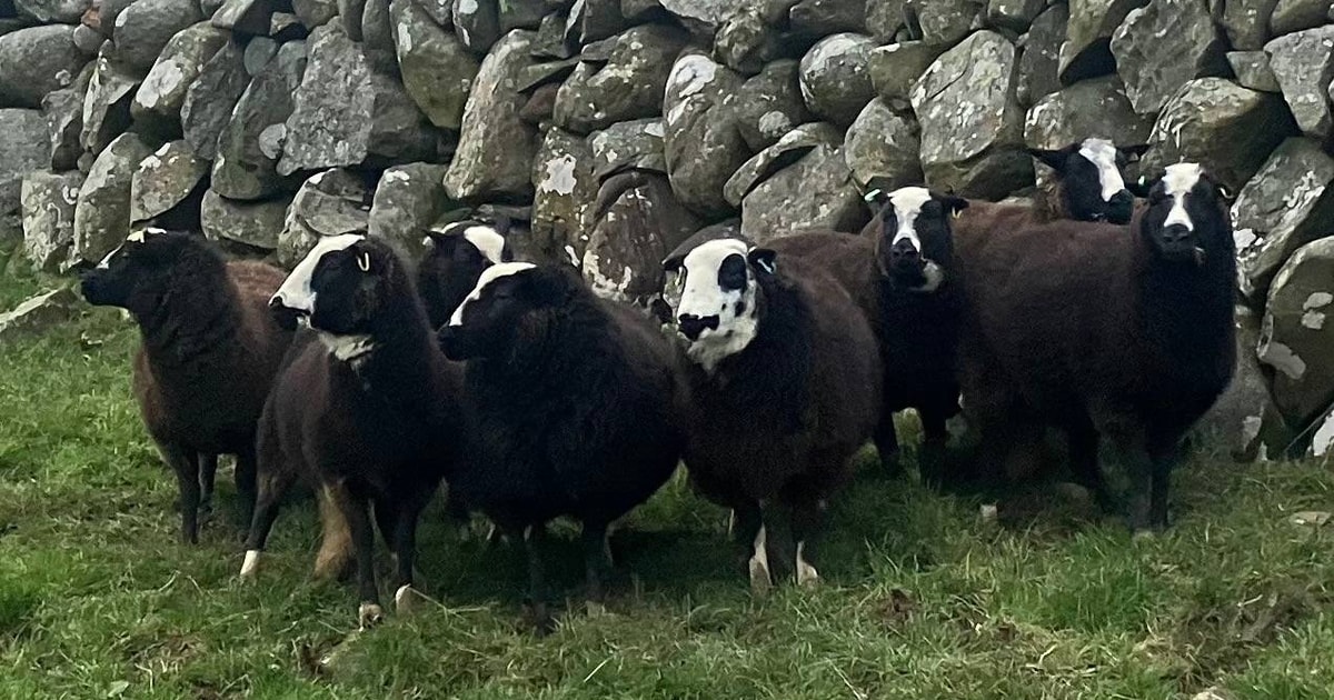9 Balwen Welsh Mountain Breeding Gimmers | SellMyLivestock - The Online ...