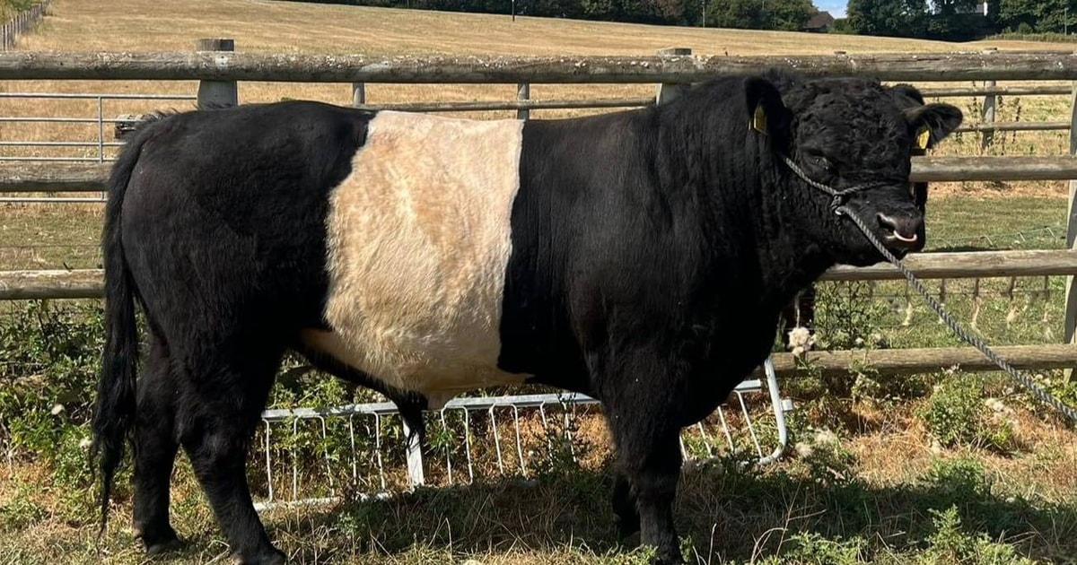 1 Pedigree Belted Galloway Breeding Bull | SellMyLivestock - The Online ...