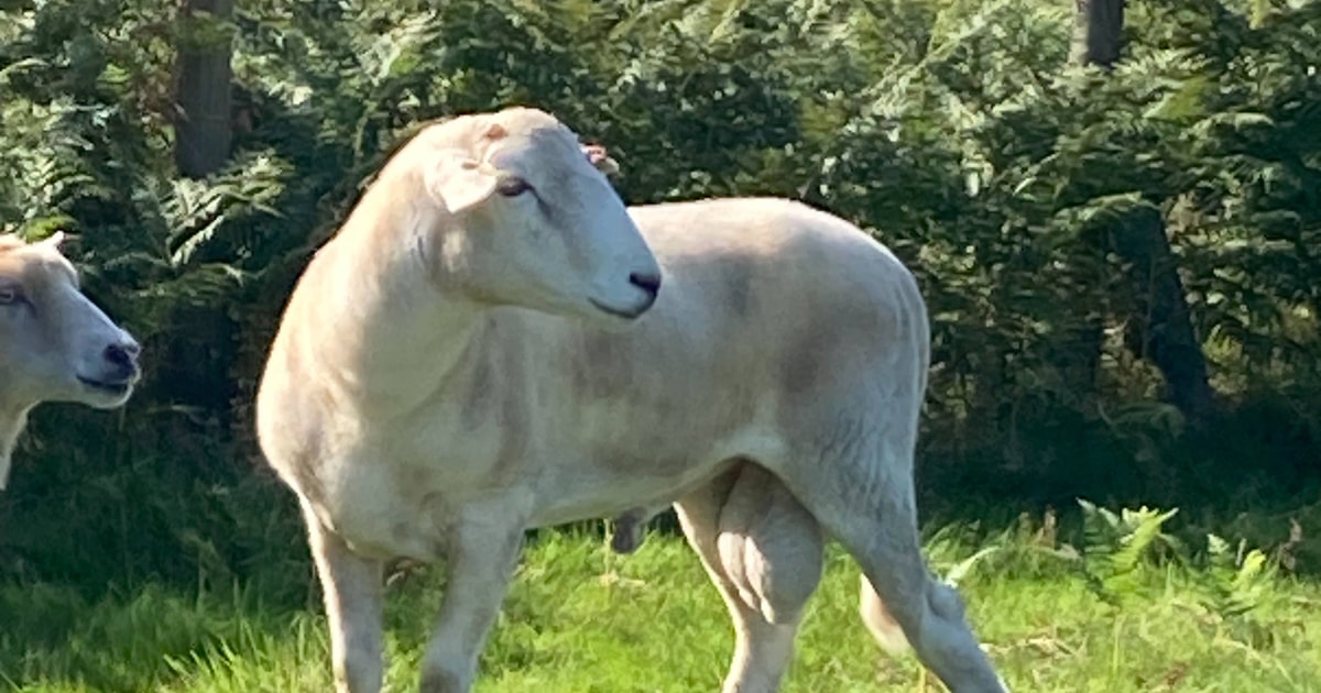 1 Easycare Breeding Ram | SellMyLivestock - The Online Livestock ...