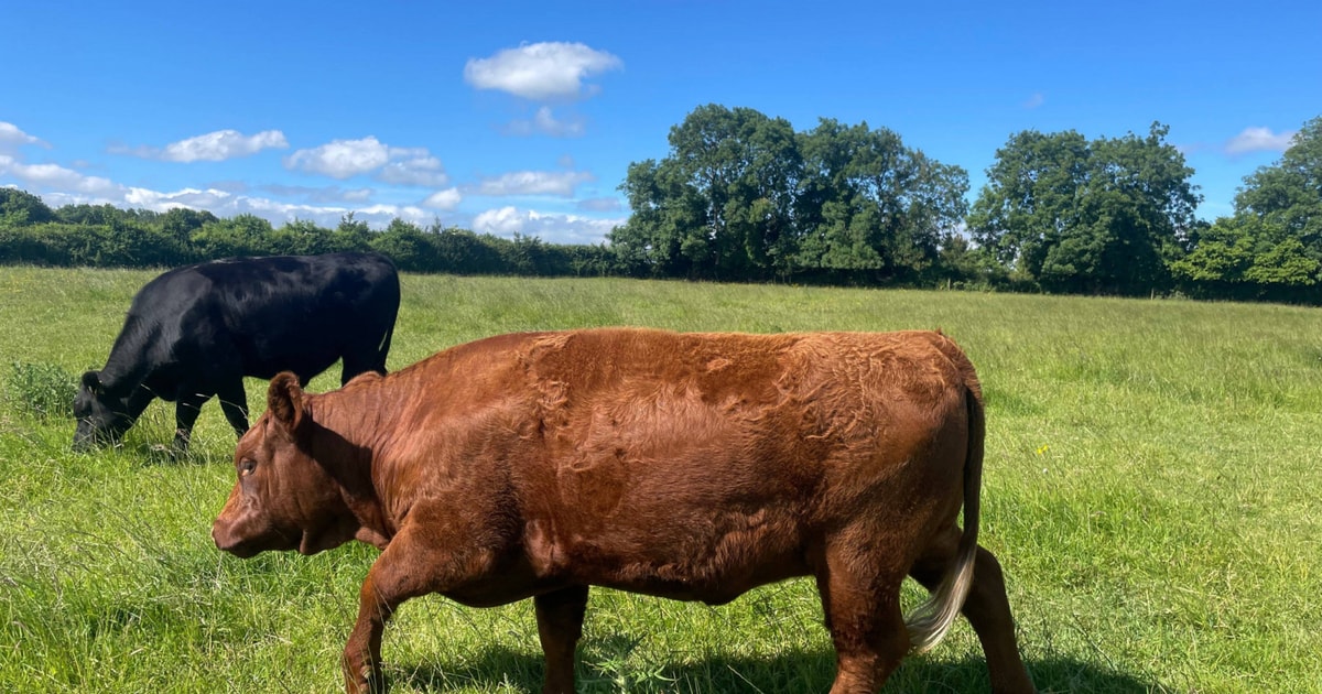 7 North Red Ruby Devon Store Steers, Heifers | SellMyLivestock - The ...