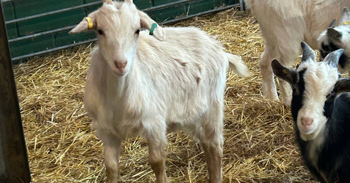 10 Angora, Golden Guernsey, Pygmy Cross Meat Wethers | SellMyLivestock ...