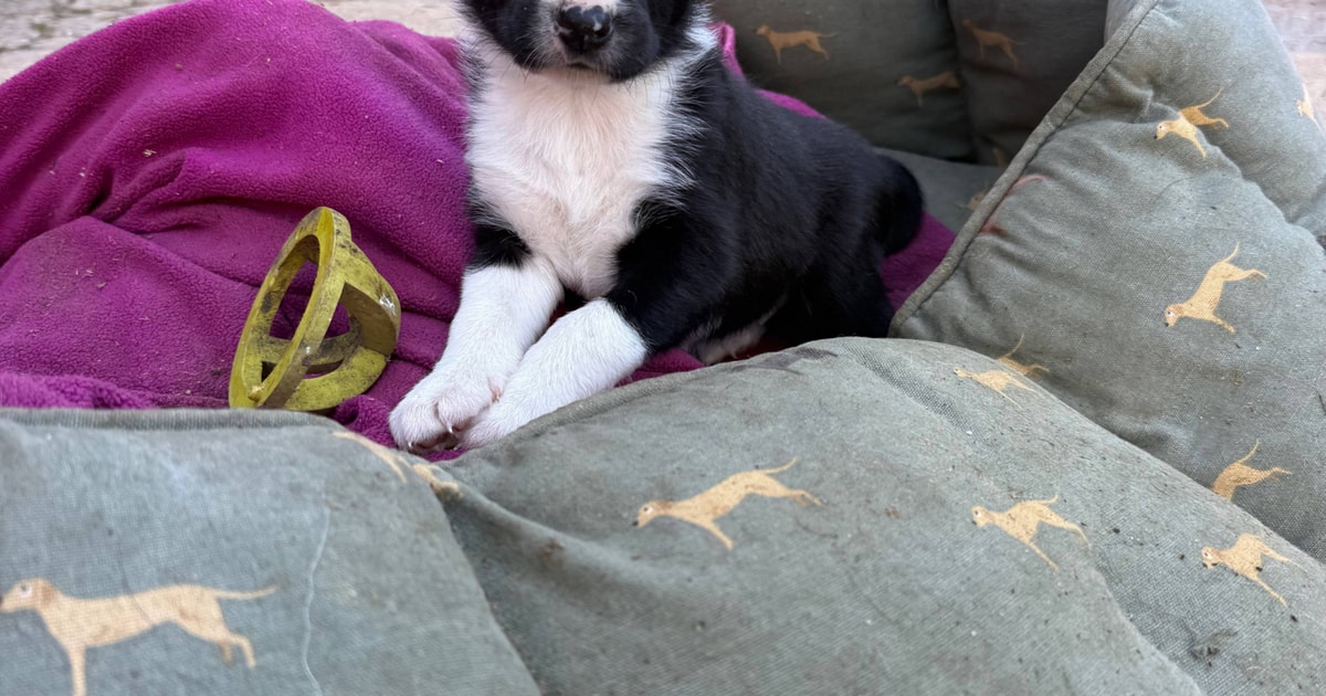 1 Border Collie (Male) | SellMyLivestock - The Online Livestock Marketplace