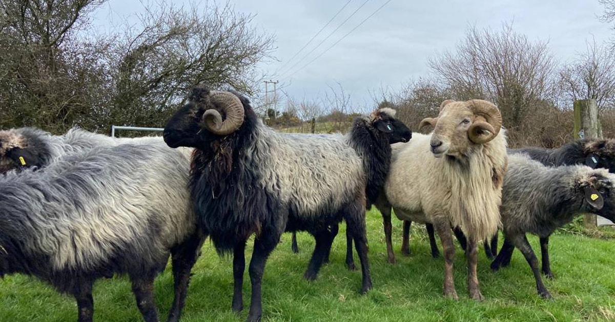 19 Pedigree Rare & Minority Breeding Ewes, Rams with Lambs at Foot ...
