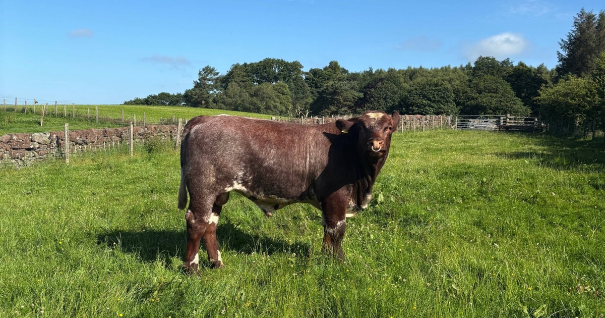3 Pedigree Beef Shorthorn Breeding Bulls | SellMyLivestock - The Online ...