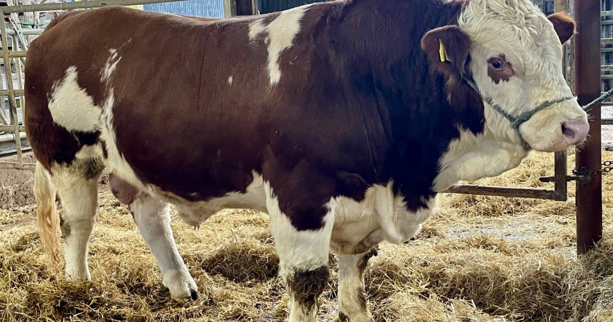1 Pedigree Simmental Breeding Bull | SellMyLivestock - The Online ...
