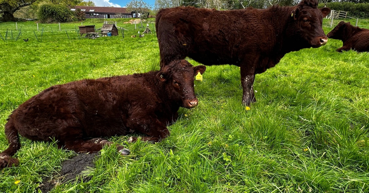 3 Red Ruby Devon Breeding Heifers | SellMyLivestock - The Online ...