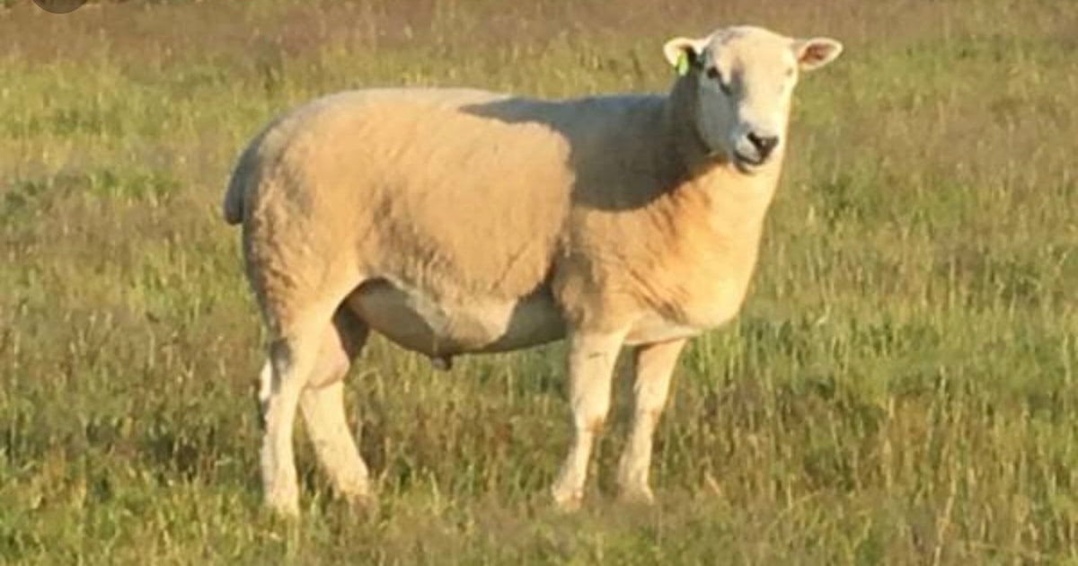 1 Lleyn Breeding Ram | SellMyLivestock - The Online Livestock Marketplace