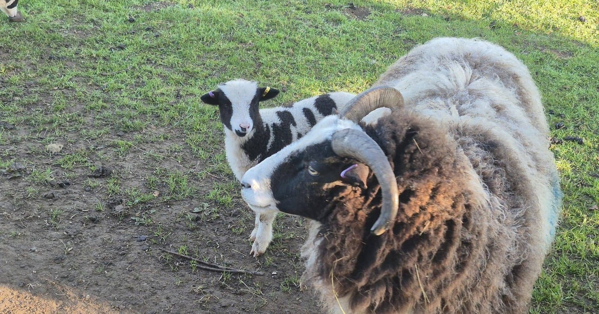 6 Pedigree Jacob Breeding Ewes, Gimmers, Rams, Shearlings, Lambs with ...