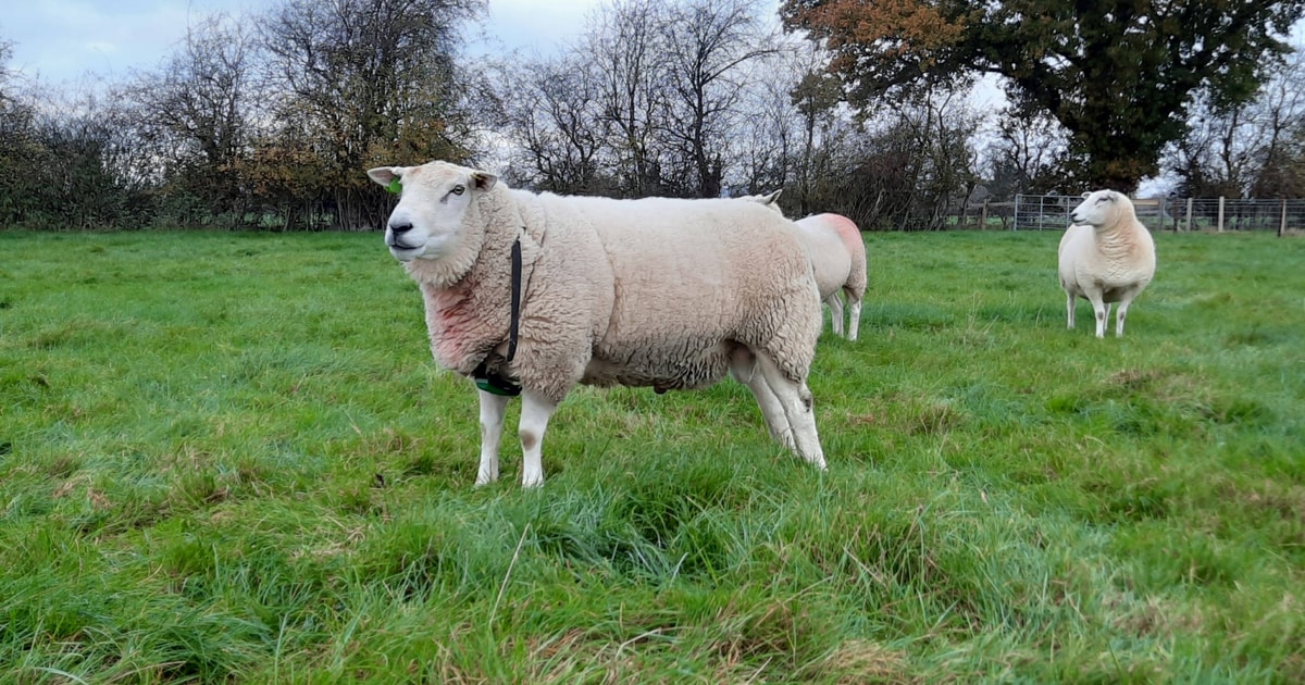 1 Pedigree Lleyn Breeding Ram | SellMyLivestock - The Online Livestock ...