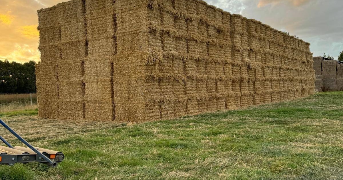 500t Baled Straw (Wheat) | SellMyLivestock - The Online Livestock ...